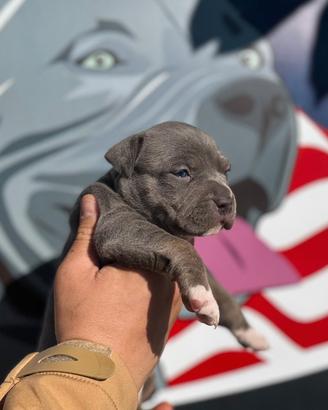 Cucciola American Pitbull Terrier UKC tricolor blu