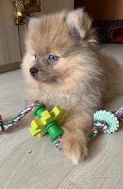 Splendidi cuccioli Volpino Pomerania (Spitz Te)