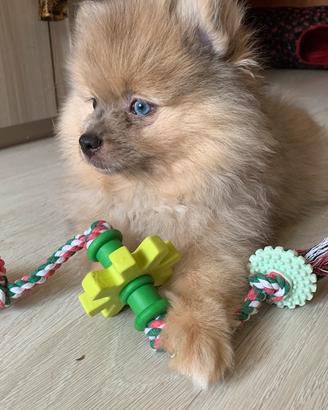 Splendidi cuccioli Volpino Pomerania (Spitz Te)