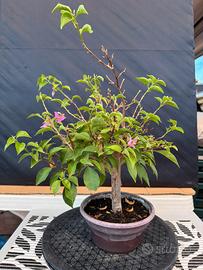 Bougainvillea Bonsai