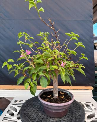 Bougainvillea Bonsai