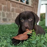 Cuccioli labrador cioccolato