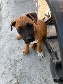 Cani cuccioli