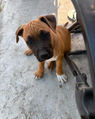 Cani cuccioli