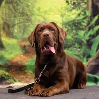 Monta labrador