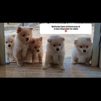 Spitz di Pomerania