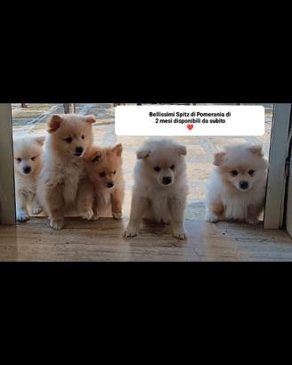 Spitz di Pomerania
