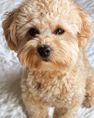 maltipoo cuccioli