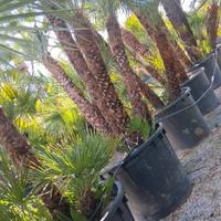 chamaerops humilis