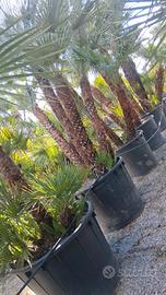 chamaerops humilis