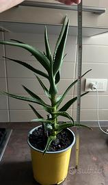 Pianta Aloe