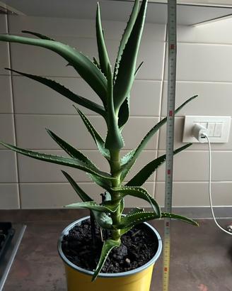 Pianta Aloe