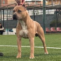 Pitbull ukc