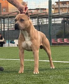 Pitbull ukc