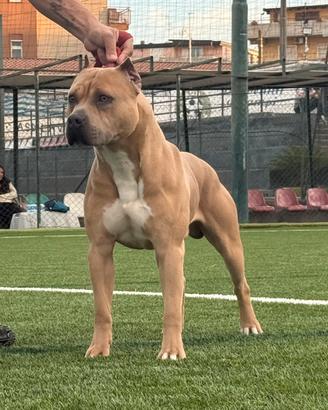 Pitbull ukc
