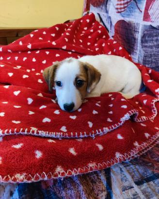 Jack Russell Terrier
