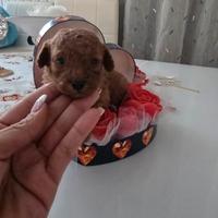 Barboncino toy maschio