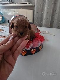 Barboncino toy maschio