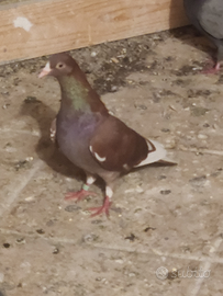 Tipler engleze e tamburi albanezi disponibili