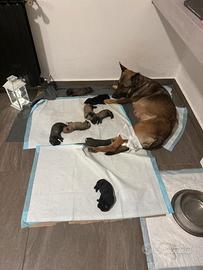 Cuccioli di Pastore belga Malinois