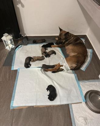 Cuccioli di Pastore belga Malinois