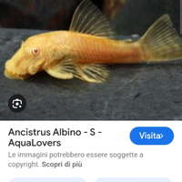 Pesci ancistrus