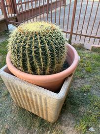 Cactus echinocactus grusonii