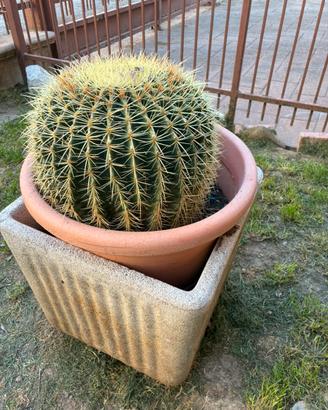 Cactus echinocactus grusonii
