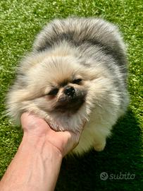 Spitz di pomerania