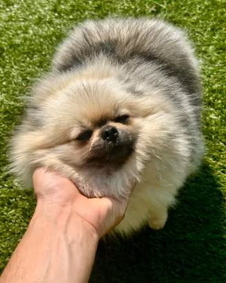 Spitz di pomerania