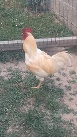 Gallo