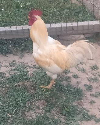 Gallo