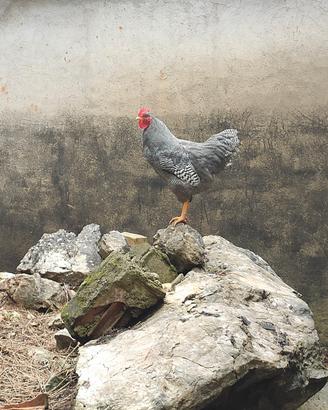 Gallo Plymouth Rock