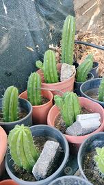 cactus polaskia 