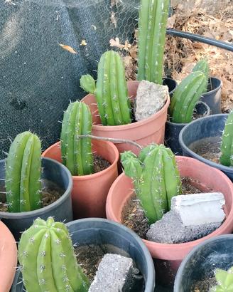 cactus polaskia 