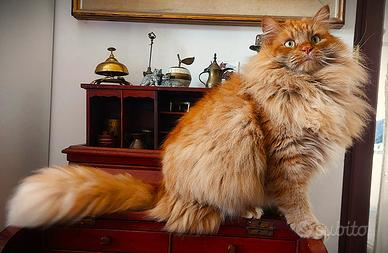 Gatto Siberiano ipoallergenico