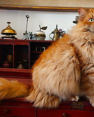 Gatto Siberiano ipoallergenico