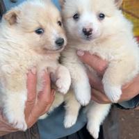Cane spitz nano tedesco