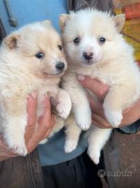Cane spitz nano tedesco