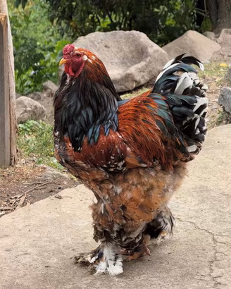 Galline