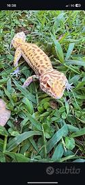 Geco leopardino