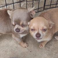 Chihuahua maschietto Lilac