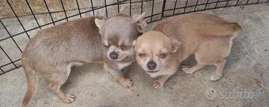 Chihuahua maschietto Lilac