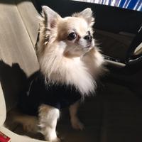 Chihuahua maschio x monta