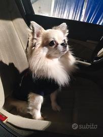 Chihuahua maschio x monta