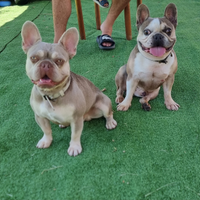 Bull dog francese Isabella tan New shade MONTA