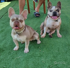 Bull dog francese Isabella tan New shade MONTA