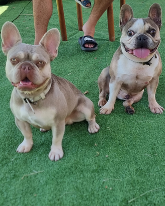 Bull dog francese Isabella tan New shade MONTA