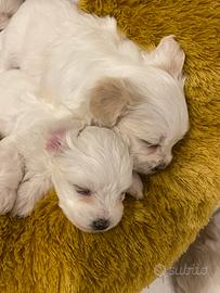 Maltesi maschi cuccioli