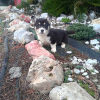 Welsh Corgi Pembroke pedigree Enci